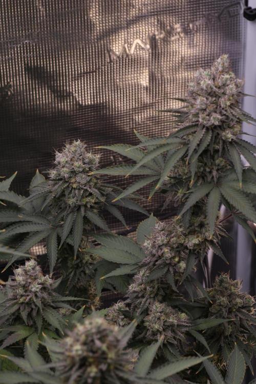 Grandiflora Guava. Week 19