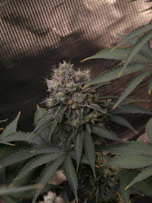 Grandiflora Guava. Week 19