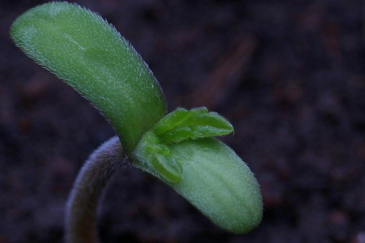 Blue Applez. Week 0