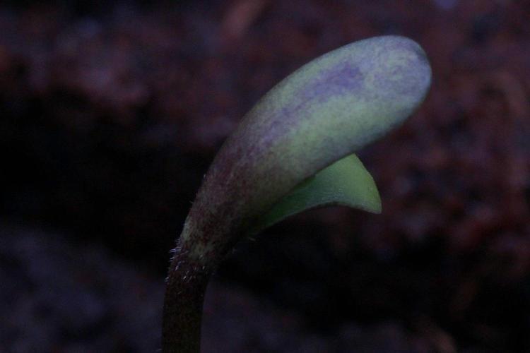 Blue Applez. Week 0