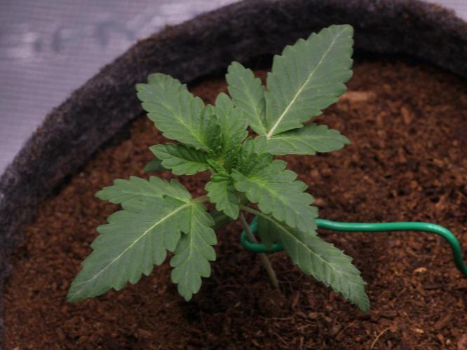 Blue Applez. Week 2