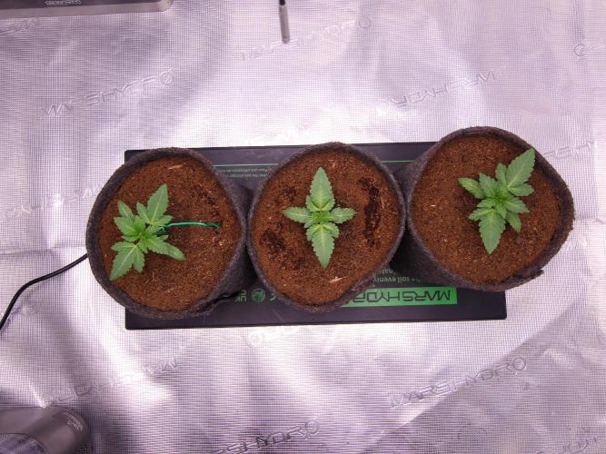 Blue Applez. Week 2