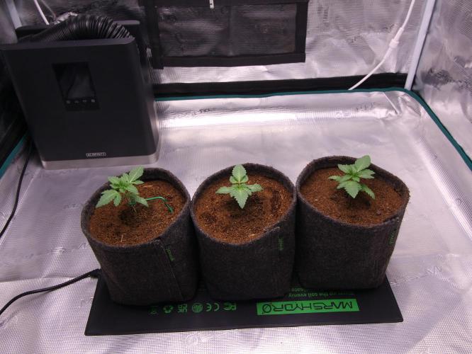 Blue Applez. Week 2