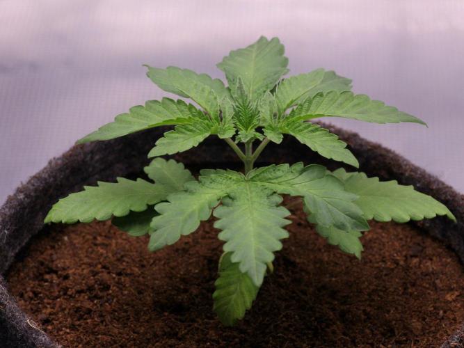 Blue Applez. Week 3