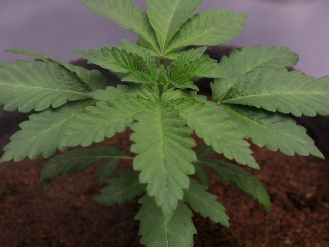 Blue Applez. Week 3