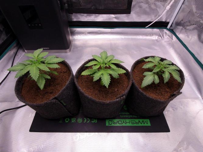 Blue Applez. Week 3