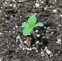 Sensi Skunk Fem. Week 1