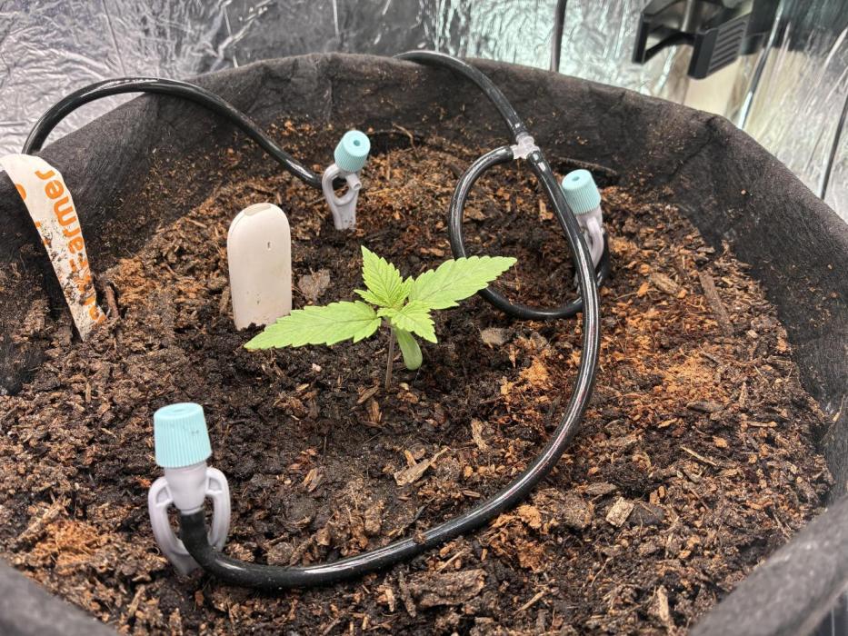 Sensi Skunk Fem. Week 2