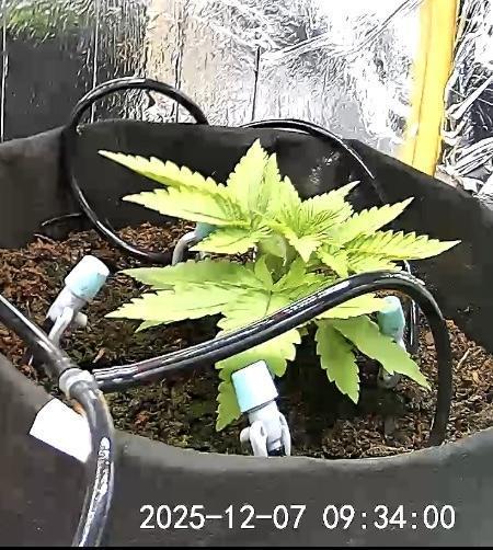 Sensi Skunk Fem. Week 3