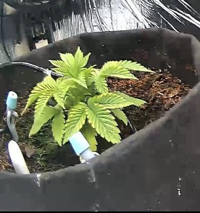 Sensi Skunk Fem. Week 3 - this plant had too much water 