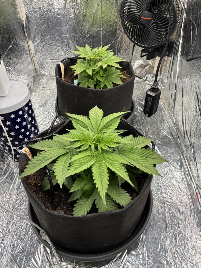 Sensi Skunk Fem. Week 5 -  ok