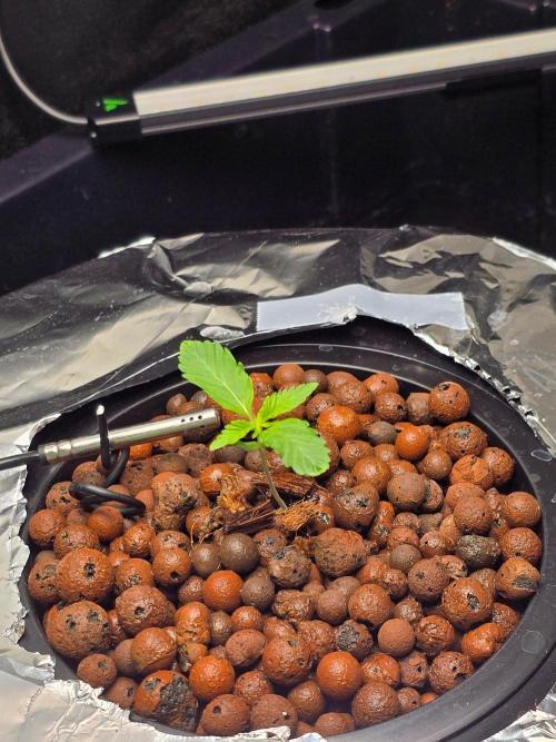 Nuclear Forest. Week 0