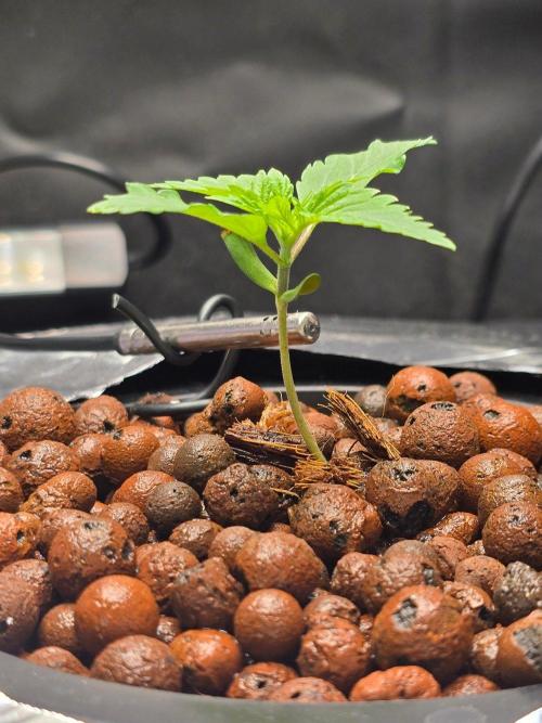 Nuclear Forest. Week 1 - 9/14 - Recharge applied with morning top watering. pH too high(7), ppm 500.
