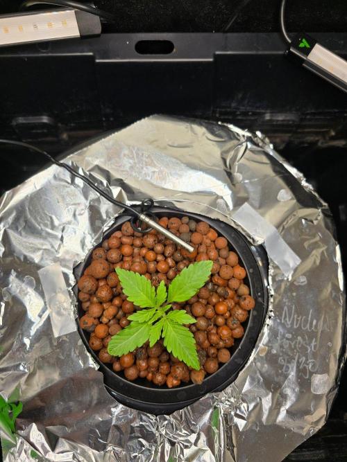 Nuclear Forest. Week 1 - 9/15