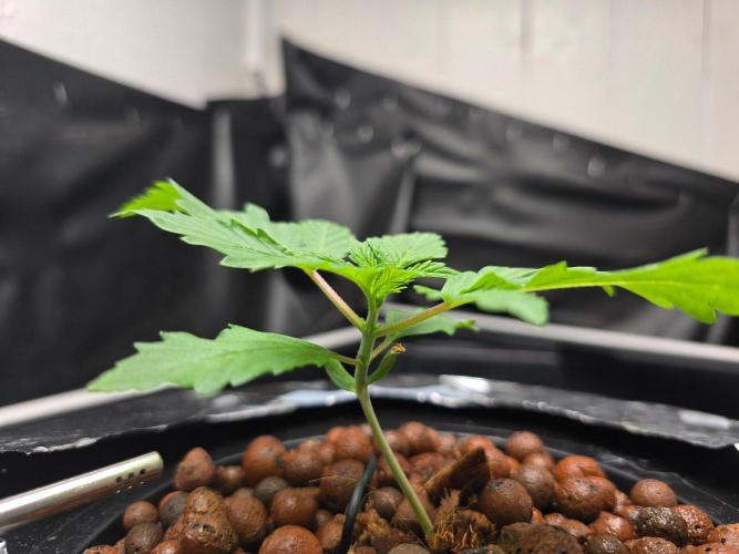 Nuclear Forest. Week 1 - 9/18 - Switched light to veg, 18/6hr, 35% intensity, ppfd 200-250.