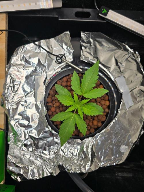 Nuclear Forest. Week 1 - 9/18
