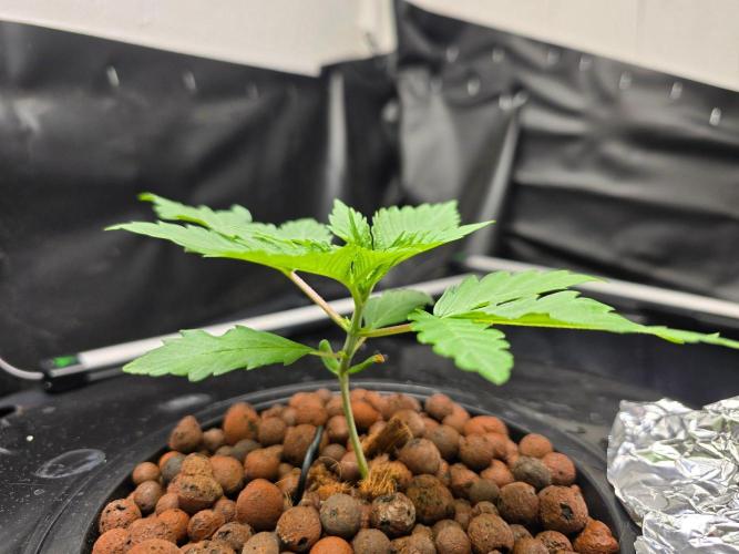 Nuclear Forest. Week 1 - 9/19