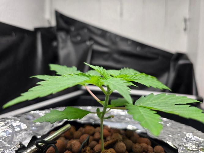 Nuclear Forest. Week 1 - 9/20