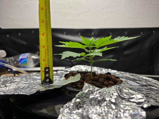 Nuclear Forest. Week 1 - 9/21