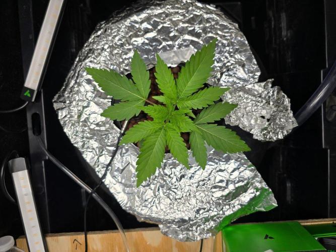 Nuclear Forest. Week 1 - 9/21