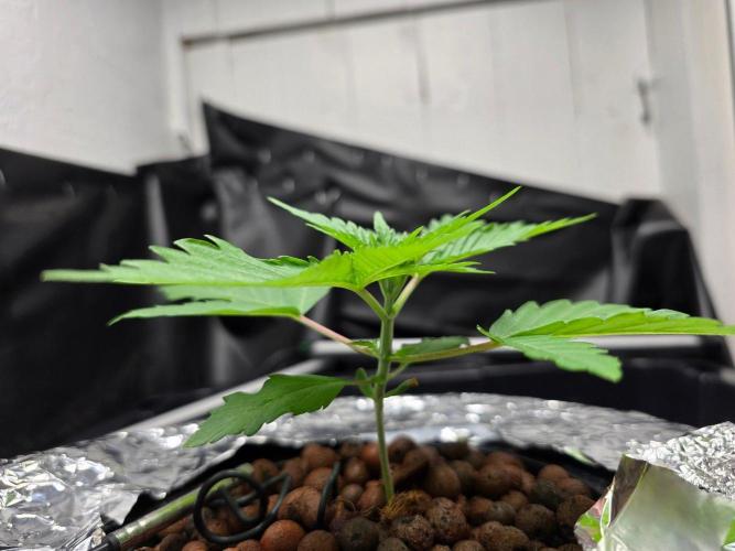 Nuclear Forest. Week 1