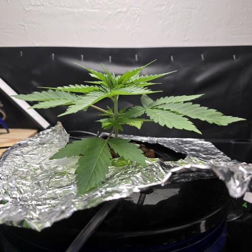 Nuclear Forest. Week 2