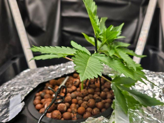 Nuclear Forest. Week 2 - starting LST