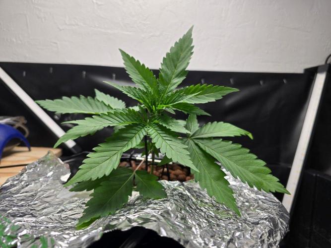 Nuclear Forest. Week 2