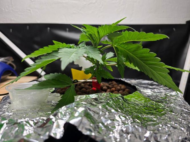 Nuclear Forest. Week 2
