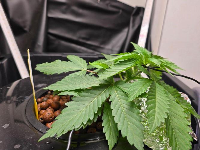 Nuclear Forest. Week 2 - 9/26 topped plant in the morning and added wire to pull down top of stem.