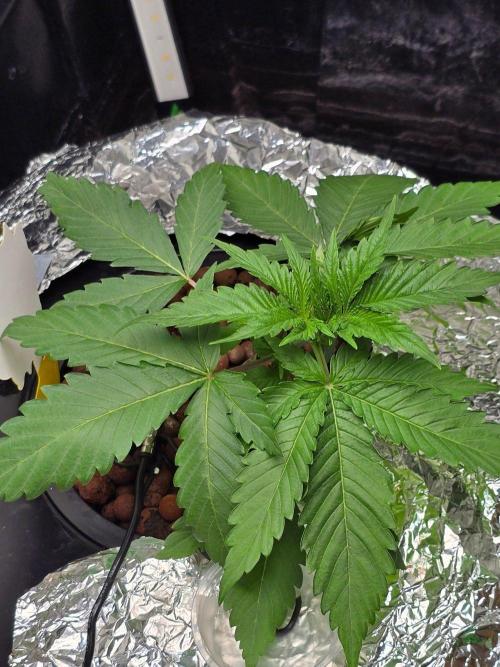 Nuclear Forest. Week 2