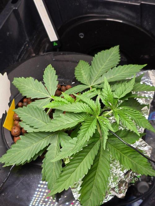 Nuclear Forest. Week 2