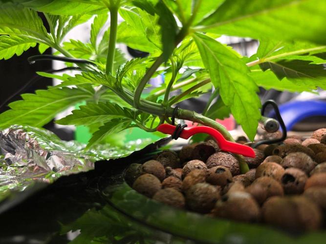 Nuclear Forest. Week 2 - Trunk position heading into Day 14 for plant, bedtime for me.