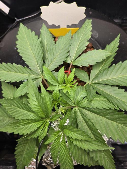 Nuclear Forest. Week 2