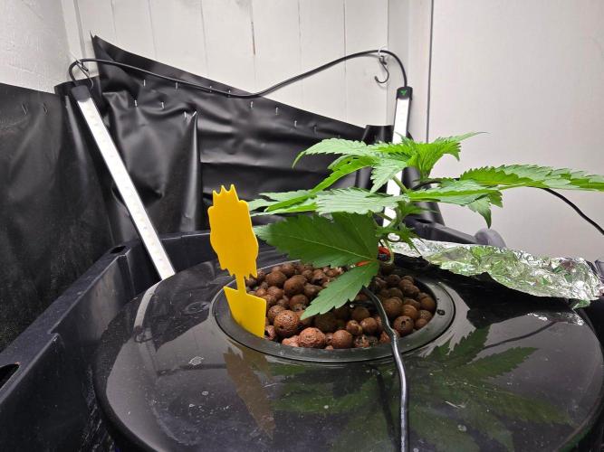 Nuclear Forest. Week 2