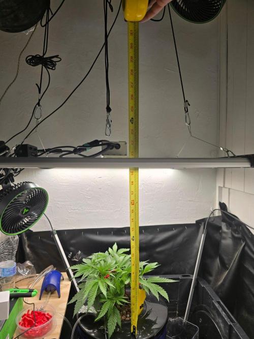 Nuclear Forest. Week 4