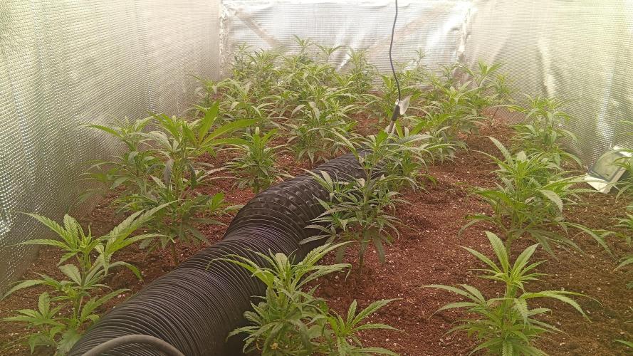 zamnii amnesia. Week 2