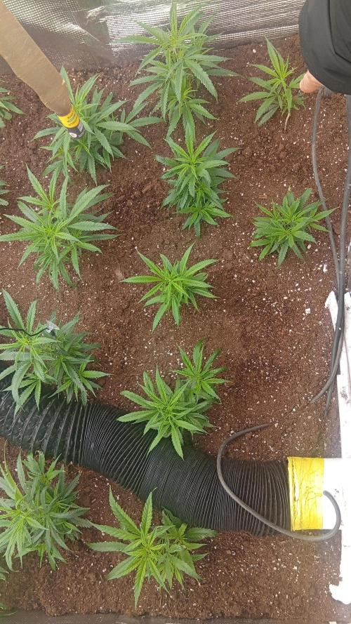 zamnii amnesia. Week 2