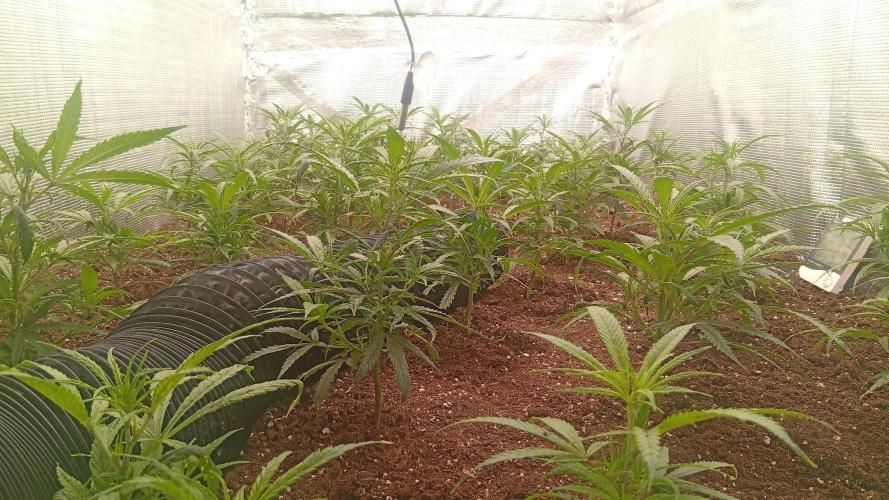 zamnii amnesia. Week 2