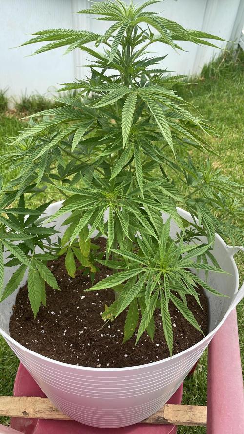 jardín eden. Week 7