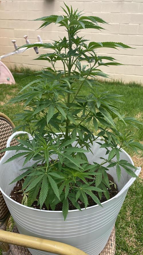 jardín eden. Week 7