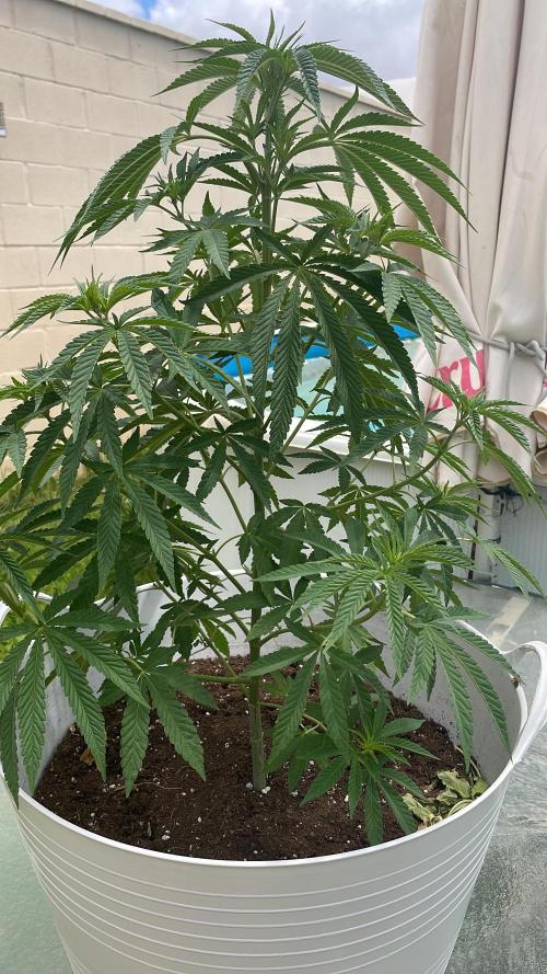 jardín eden. Week 7