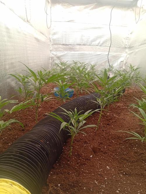 zamnesia. Week 2 - Día 25 16/8