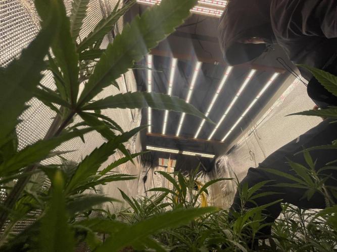 zamnesia. Week 2 - Día 27 14/10 algunas plantas están en 34cm 