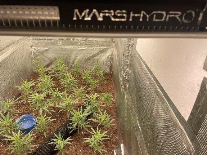 zamnesia. Week 2 - Un poco de Marte 🏴‍☠️