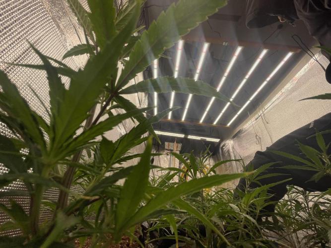 zamnesia. Week 2 - Nada mal las niñas después de dos días desde la poda de bajos 