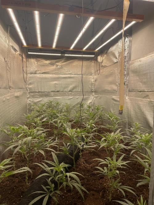 zamnesia. Week 3 - Día 3
🏴‍☠️