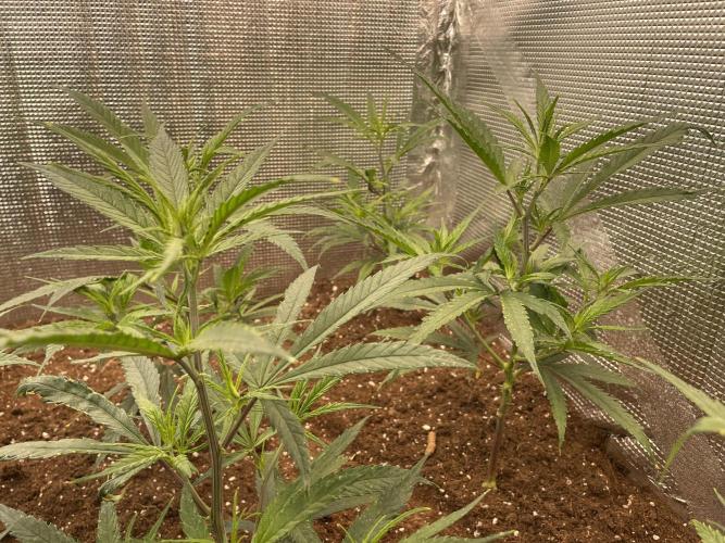 zamnesia. Week 3 - Día 5
Últimas imágenes.
De la primera semana de floración 
