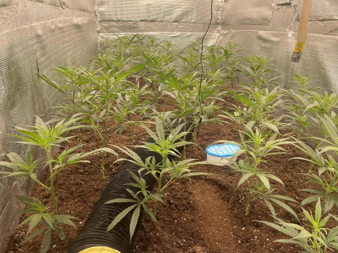 zamnesia. Week 4 - Día 6 sábado!!
Comenzamos con la segunda semana! 
Tuvimos 90%de humedad.😵