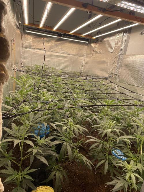 zamnesia. Week 5 - Hoy día 12 completamos el ciclo de segunda semana.